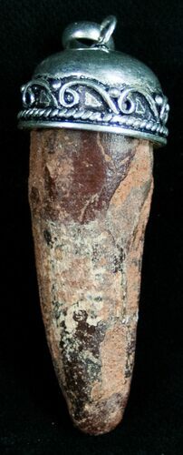 Real Spinosaurus Tooth Pendant - Dinosaur Tooth #11053